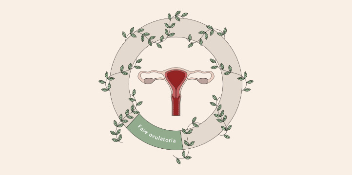 Blog-Ovulacion-menstruacion-no-es-lo-mismo-fase-ovulatoria