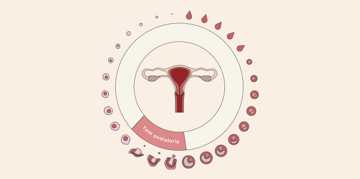 Blog ovulación y menstruación no son lo mismo. Fases del ciclo. 