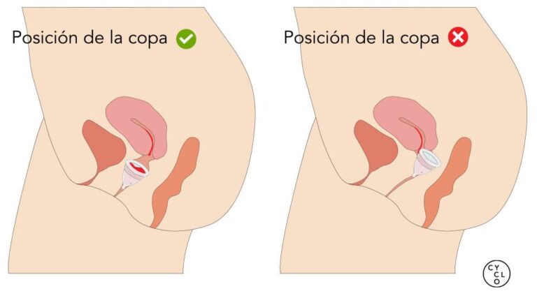 Cómo ponerse copa menstrual paso - CYCLO