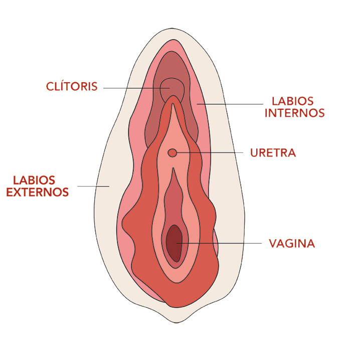 cyclo-sostenible-vulva-explicacion-ninas-partes-vagina-v2