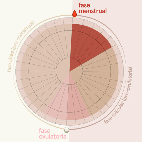 Diagrama menstrual para ayudarte a saber en qué fases de tu menstruación estás en CYCLO sostenible