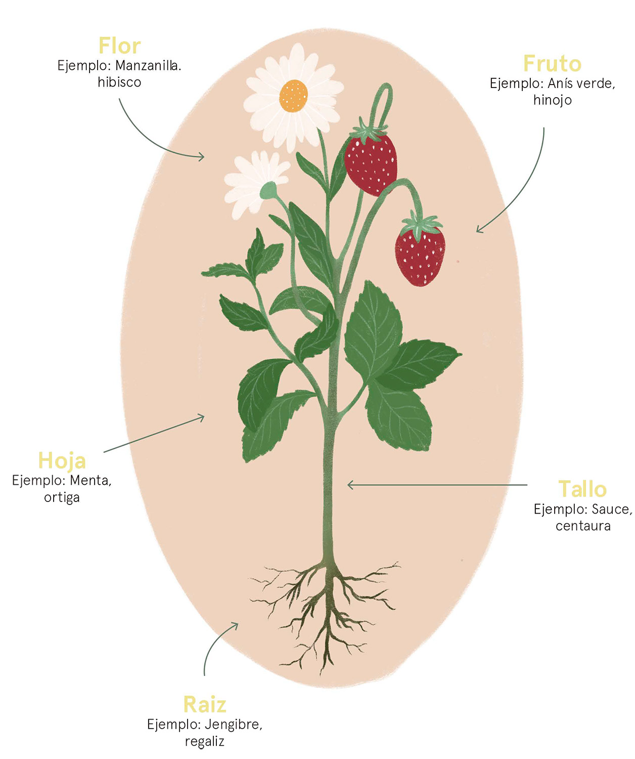 Diagrama para MasterClass de mi botiquín de plantas para el ciclo de la mujer de CYCLO sostenible